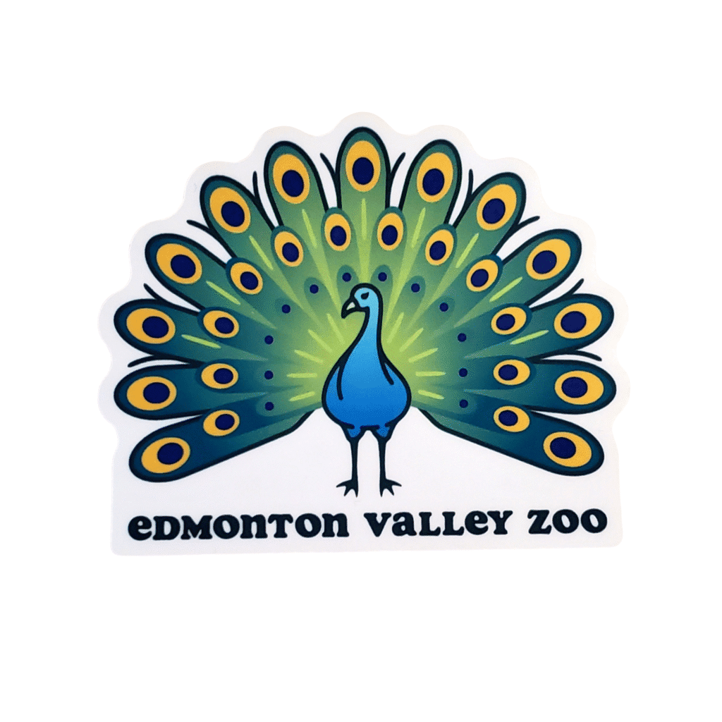 Peacock Image of a peacock with its feathers fanned out with Edmonton Valley Zoo underneath, made by stickers northwest