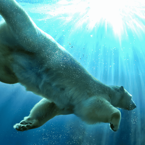 Polar Bear Swimming A polar bear swims through arctic blue waters