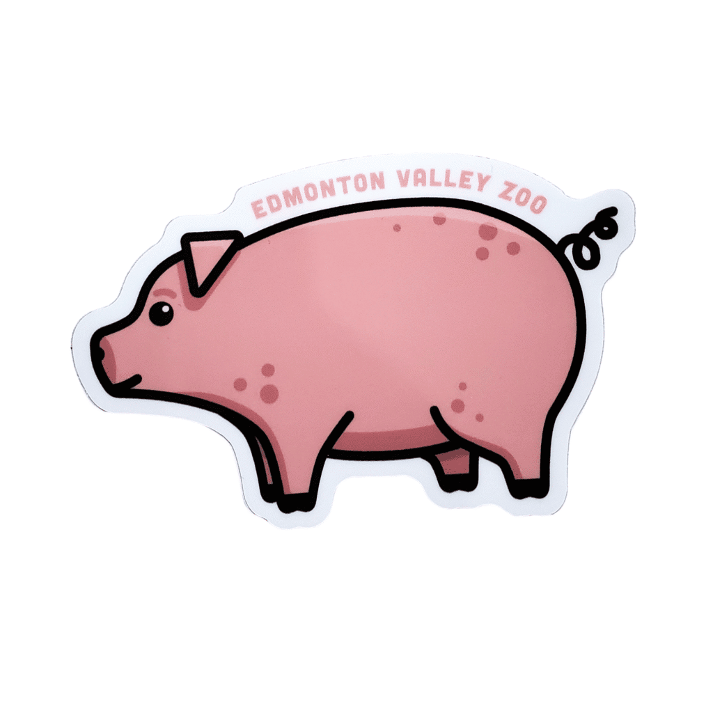 Image of a pig standing with Edmonton Valley Zoo above, made by stickers northwest