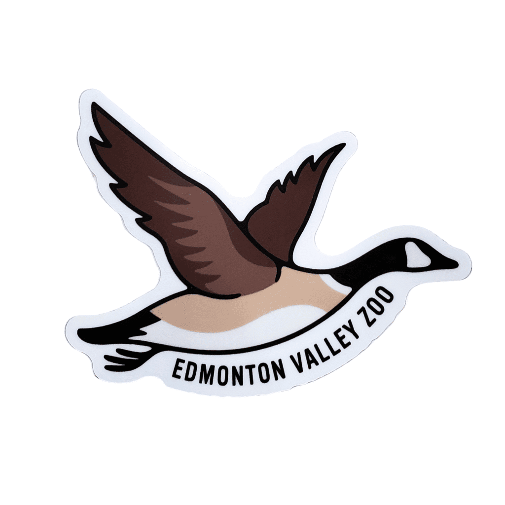 Canadian Goose Image of a flying Canadian goose sticker with Edmonton valley Zoo above, made by stickers northwest