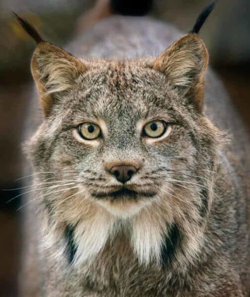 A Canadian Lynx stares directly at the camera