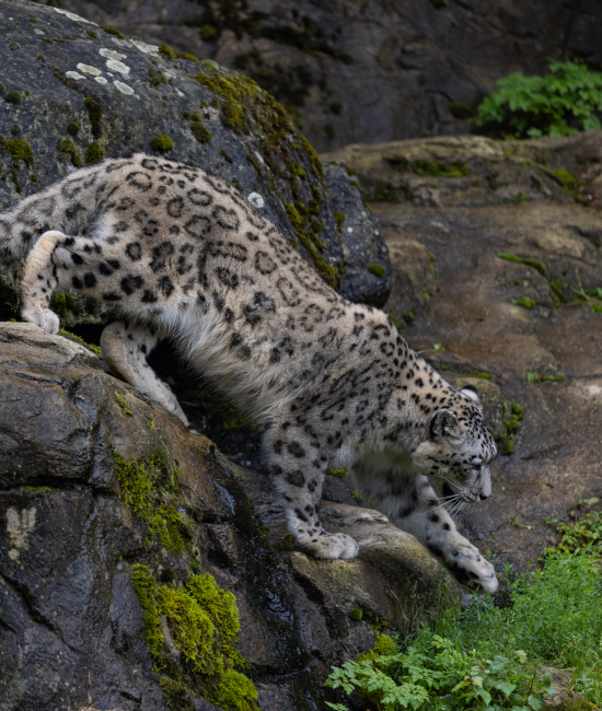 Project Carnivora: Snow Leopard A snow leopard climbs down a rocky outcropping