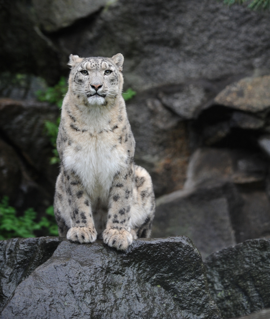Project Carnivora: Snow Leopard A Snow Leopard looks down from his boulder perch