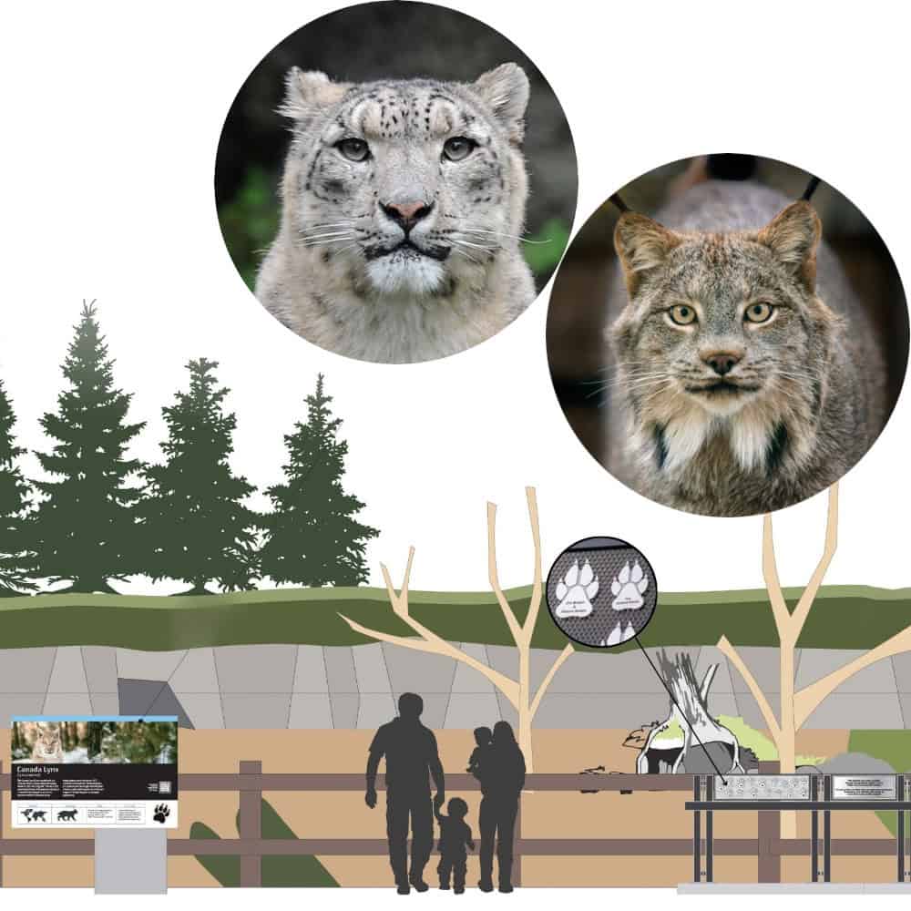 Artists conceptual drawing of how the Project Carnvora paw prints will look on the exhibit