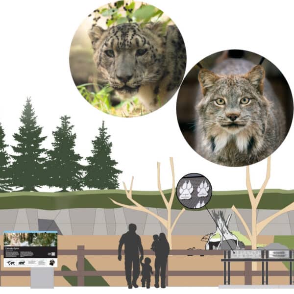 Artists conceptual drawing of how the Project Carnvora paw prints will look on the exhibit