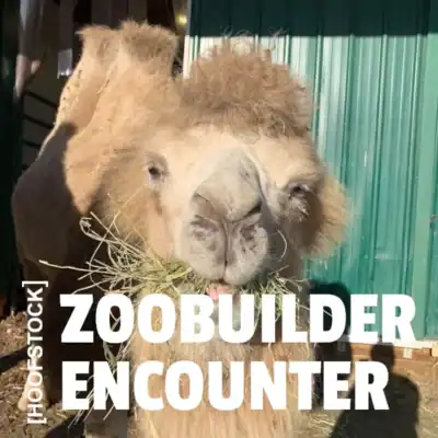 A camel looks at the camera with the text "Hookstock ZooBuilder Encounter"