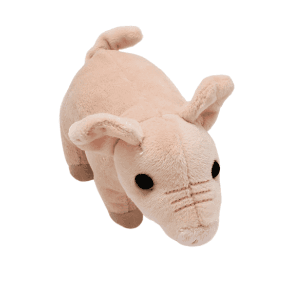 Image of stuffed toy pink pig.