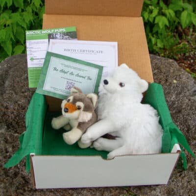 Image shows what you recieve in an arctic Wolf and Pup Adoption Package: *' plush Arctic Wolf, Ecokins plush wolf pup, Arctic Wolf fact sheet, and birth certificate